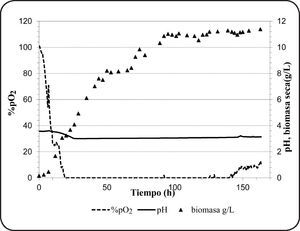 Cultivo batch de Brettanomyces intermedius RIVE 2-2-2 en biorreactor a 18°C y con flujo de aire de 25l/h.