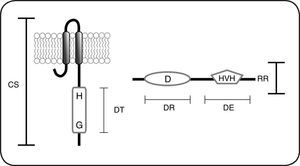 Esquema de las proteínas que forman parte de los sistemas de dos componentes. Los sistemas de dos componentes están constituidos por una cinasa sensora (CS) que posee un dominio transmisor (DT) que incluye el residuo His conservado (H) y un dominio de unión a nucleótidos, importante para la unión de ATP conocido como caja G (G). Los reguladores de respuesta (RR) poseen un dominio receptor (DR) en donde se encuentra el residuo Asp fosforilable (D), además poseen un dominio efector (DE) que frecuentemente es un dominio de unión al ADN tipo hélice-vuelta-hélice (HVH).