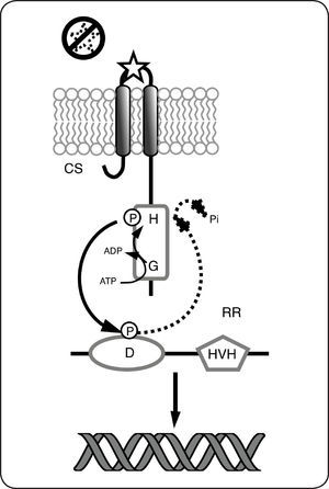 Paradigma de funcionamiento de los sistemas de dos componentes. El estímulo se percibe en el dominio sensor, lo que provoca la autofosforilación dependiente del ATP, en el residuo conservado de histidina (H). Posteriormente, el grupo fosfato se transfiere al residuo de aspartato (D) en el RR. La fosforilación del residuo Asp causa la activación del RR como factor de transcripción. En ausencia de la señal, la CS actúa como fosfatasa por lo que el grupo fosforilo se elimina del residuo Asp y se libera al medio como fosfato inorgánico (Pi).