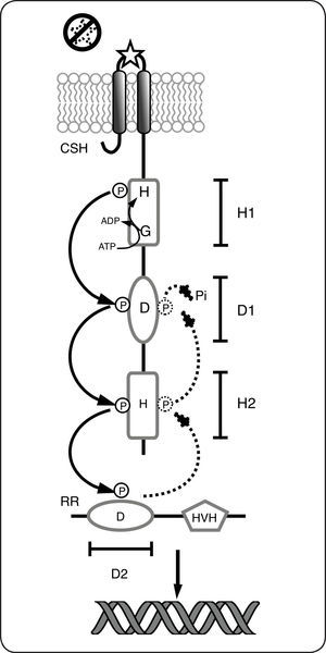 Sistemas de dos componentes híbridos o de fosforrelevo. El estímulo se percibe en el dominio sensor de la cinasa sensora híbrida (CSH), lo que provoca la autofosforilación (dependiente del ATP), en el residuo conservado de histidina (H), incluido en el dominio transmisor primario (H1). Posteriormente, el grupo fosfato se transfiere consecutivamente al residuo de aspartato (D) en el dominio transmisor receptor (D1) y al dominio transmisor secundario (H2). Finalmente el grupo fosforilo se transfiere al residuo Asp conservado en el dominio receptor (D2) del RR activándolo como factor de transcripción. En ausencia de la señal (líneas punteadas), la CS actúa como fosfatasa, por lo que el grupo fosforilo se elimina del residuo Asp y se libera al medio como fosfato inorgánico (Pi).