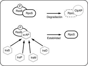 Regulación de la degradación de RpoS mediada por RssB en E. coli. En las células en crecimiento exponencial, la interacción de RssB-P con σS (RpoS) favorece su degradación por la proteasa ClpXP. Las proteínas anti-adaptadoras (a- AP) IraP, IraD, IraM, IraS, se unen directamente a RssB-P e impiden la interacción de RssB con RpoS. El modelo sugiere que el complejo RssB-a-AP es incapaz de unirse a RpoS y ClpXP y por lo tanto RpoS no es degradada. Las proteínas anti-adaptadoras se expresan en diferentes condiciones de estrés y estabilizan a RpoS.