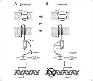 Sistema de dos componentes EnvZ/OmpR. El sistema de dos componentes formado por la CS EnvZ y la RR OmpR controla la expresión de los genes de las porinas OmpF y OmpC. A. En ausencia de estrés osmótico, la actividad fosfatasa de EnvZ predomina, por lo que OmpR se encuentra mayoritariamente defosforilada, activando la expresión de OmpF. B. En presencia de estrés osmótico, EnvZ se encuentra activa como cinasa favoreciendo la acumulación de OmpR-P. En esta condición se reprime la expresión de ompF, mientras que se activa la de ompC. ME membrana externa, PP periplasma, MI membrana interna.