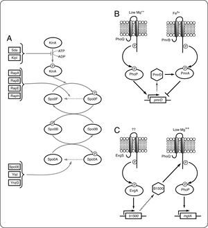 Proteínas conectoras en SDC bacterianos. A. En B. subtilis Sda y KipI inhiben la autofosforilación de KinA. Las fosfatasas de la familia Rap promueven la desfosforilación de Spo0F-P. YnzD, YisI y Spo0E por su parte favorecen la desfosforilación de Spo0A. B. La proteína PmrD conecta los SDC PhoQP y PmrBA. La disminución de Mg++ causa la fosforilación de PhoP, que en su forma fosforilada, activa la expresión de pmrD. PmrD se une a PmrA-P y evita su desfosforilación. PmrA-P modifica la expresión de sus genes blanco, entre los cuales está pmrD que es regulado negativamente por PmrA-P. C. En respuesta a una señal no conocida, el RR EvgA-P activa la expresión de b1500. La interacción de B1500 con PhoQ promueve su activación y por lo tanto causa la expresión de los genes regulados por PhoP (mgtA, entre otros).