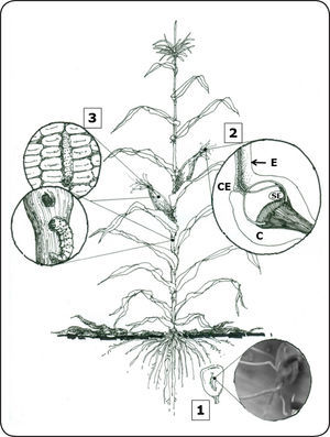 Rutas de entrada de Fusarium verticillioides a la planta de maíz. 1. Infección sistémica de plántulas. El hongo sobrevive en la semilla o en el suelo de donde accede a la plántula e infecta las raíces. 2. Infección a través del estigma. Las conidias del hongo son depositadas en el estigma (E) y penetran a través de la parte inferior del canal estilar (CE). C: carpelo, SE: saco embrionario. 3. Infección a través de heridas. El hongo accede al tallo y/o a la mazorca a través de lesiones mecánicas causadas por insectos al alimentarse (Ver detalles en el texto).