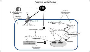 Blancos moleculares de la fumonisina en células de maíz. La FB1 secretada por el hongo durante la infección ejerce acción inhibitoria en tres blancos moleculares en la planta hospedera: la ATPasa de H+, la esfinganina N-acil transferasa y las β-1,3-glucanasas básicas. La inhibición en la esfinganina N-acil transferasa causa acumulación de BCLs que activa la vía del SA. El SA induce a su vez la actividad de una isoforma ácida de β-1,3-glucanasa, probablemente responsable de la generación de elicitores derivados del glucano. También el SA induce la actividad de nucleasas que contribuyen a la degradación del ADN genómico y muerte celular. Finalmente, la FB1 podría inhibir directamente la actividad de las isoformas básicas de β-1,3 glucanasas en el espacio extracelular facilitando la colonización. Flechas sólidas: indican activación, inducción o acumulación de compuestos o transcritos, mientras que la flechas no continuas representan interacciones hipotéticas.