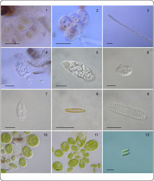 Especies presentes en los fitotelmata de Tillandsia multicaulis. 1. Chroococcus obliteratus. 2. Gloeocapsa sanguinea. 3. Planktothrix agardhii. 4,5. Euglena variabilis. 6,7. Cryptomonas cf. erosa. 8. Achnanthidium minutissimum. 9. Pinnularia borealis. 10, 11. Coleochlamys cf. oleifera. 12. Desmodesmus abundans. Escala = 10 µm.