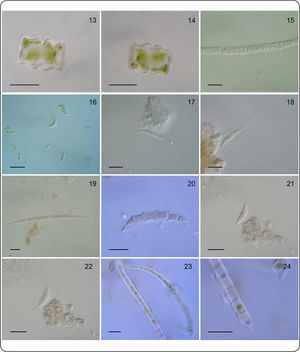 Especies presentes en los fitotelmata de Tillandsia multicaulis. 13, 14. Euastrum bipartitum. 15. Microspora stagnorum. 16. Monoraphidium contortum. 17, 18. Pseudoschroederia antillarum. 19, 20. Raphidonema cf. brevirostre. 21, 22. Schroederia planctonica. 23, 24. Trentepohlia aurea. Escala = 10 µm.