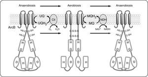 Modelo simplificado de activación e inactivación de ArcB. Cuando la bacteria cambia sus condiciones de crecimiento anaeróbicas a aeróbicas, las quinonas se oxidan. Esto permite la transferencia de electrones desde la Cys-180 de ArcB a las quinonas, lo que permite la formación de un enlace disulfuro intermolecular entre las Cys-180 de los dos monómeros, resultando en una disminución significativa de la actividad de la cinasa ArcB. Como los electrones rápidamente fluyen hacia el oxígeno más próximo vía Citocromo Oxidasa bd o bo, las quinonas mantienen su estado oxidado e inducen la formación de un segundo enlace disulfuro entre los dos residuos Cys-241, dando como resultado el completo silenciamiento de la actividad de la cinasa ArcB. Por el contrario, cuando las condiciones son microaeróbicas o cuando cambian de condiciones aeróbicas a anaeróbicas, las ubiquinonas son gradualmente reemplazadas por menaquinonas, que en estado reducido (menaquinol) son capaces de reducir los puentes disulfuro de ArcB, restaurando su conformación activa como cinasa y activando el sistema (tomado de Álvarez et al, 2013)10.