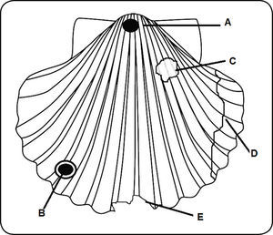 Concha de bivalvo donde se ilustran algunas de las evidencias de durofagia que se preservan en el registro fósil. A-B, Perforación. C, “Puncture”. D, Reparación de la concha. E, Marca de mordida.