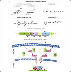 Receptores nucleares (RNs) y su vía de señalización genómica. A. Ligandos representativos de los RNs. Los ligandos de los RNs son de diversa naturaleza, algunos ejemplos de ellos son los derivados del colesterol (estrógenos, progesterona, andrógenos, glucocorticoides), ácidos grasos (como las prostaglandinas), aminoácidos modificados (hormonas tiroideas) y el ácido retinoico. B. Dominios funcionales de los RNs. Los RNs poseen de cinco a seis dominios funcionales denominados con letras de la A-F. La región N-terminal o A/B contiene el dominio de activación transcripcional AF-1. La región C consiste en el dominio de unión al ADN (DBD) que es altamente conservado entre los RNs. La región D o “bisagra” conecta al DBD con la región E y además contiene la secuencia de localización nuclear (NLS). La región E conforma el dominio de unión al ligando o LBD y el segundo dominio de transactivación AF-2. El dominio F está presente sólo en algunos RNs. C. Vía se señalización genómica de los RNs. Los RNs son activados por su ligando específico en el citoplasma. La activación de los RNs conduce a su cambio conformacional, su disociación con proteínas chaperonas (HSP90), dimerización y traslocación al núcleo. En este compartimento, los RNs se unen a sus elementos de respuesta a la hormona (HRE) e interactúan con correguladores (CoR) (coactivadores o correpresores) para modular la expresión de sus genes blanco.