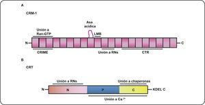 Dominios estructurales de la CRM–1 y la CRT. La CRM1 es una proteína que está estructuralmente constituida por 21 repetidos HEAT. El dominio CRIME corresponde a la región N-terminal, mientras que la región CRT corresponde al dominio C-terminal. Contiene una asa acídica que interactúa con RanGTP y entre los repetidos HEAT 11 y 12 ocurre el reconocimiento con los RNs. B. Calreticulina o la CRT está estructuralmente dividida en tres dominios (N, P y C). El dominio N tiene importantes implicaciones en la unión a los RNs. Los dominios P y C contienen sitios de unión a Ca2+ con afinidad diferencial. En el dominio C además se localiza la señal peptídica KDEL de localización en retículo endoplasmático.
