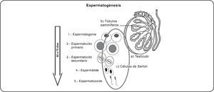 La espermatogénesis se lleva a cabo en los b) túbulos seminíferos ubicados en los a) testículos. c) Células de Sertoli 1) En la fase de proliferación, las espermatogonias se dividen mitóticamente y 2) originan espermatocitos primarios. 3) Durante la meiosis I, el espermatocito primario se divide originando dos espermatocitos secundarios, reduciendo el número cromosómico de diploide a haploide. 4) Durante la meiosis II, el espermatocito secundario se divide originando dos espermátides 5) y finalmente las espermátides mediante un proceso de diferenciación celular dan lugar a los espermatozoides.