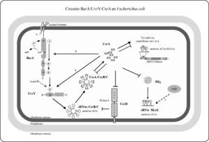 Modelo del circuito regulatorio BarA/UvrY-CsrA en E. coli. BarA es una histidina cinasa híbrida, que contiene en su extremo N-terminal un dominio sensor seguido por un dominio transmisor, con un residuo de histidina (H) conservado, un dominio receptor con un residuo de aspartato (D) y un dominio de fosfotransferencia con otro residuo H. UvrY contiene un dominio receptor con un residuo D conservado, seguido de un dominio efector con un motivo de unión al ADN. En presencia de acetato y/o formato, BarA se autofosforila de manera dependiente de ATP en el residuo H, y posteriormente transfosforila a UvrY (UvrY-P) en el residuo D vía un fosforelevo que involucra el dominio receptor y de fosfotranferencia de BarA. UvrY-P activa directamente la transcripción de los RNAs pequeños no-codificantes (sRNAs) CsrB y CsrC, los cuales poseen 18 y 9 sitios de unión a la proteína CsrA, regulando negativamente su actividad. Hasta el momento en E. coli se han identificado más de 700 posibles mensajeros blanco de CsrA. La estabilidad de los sRNAs depende de la proteína integral de membrana CsrD, cuya traducción es reprimida por CsrA, que los convierte en blancos de degradación a través de un mecanismo que involucra a la RNasa E. Además, CsrA activa indirectamente la expresión de UvrY y afecta positivamente la actividad cinasa de BarA a través de los factores X y Y, respectivamente, los cuales aún no han sido identificados. Finalmente, la proteína Crp activa la expresión del sRNA McaS, el cual secuestra a CsrA en la fase estacionaria tardía. Modificado de la ref. 8.