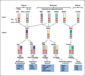 Estructura y función de las proteínas de la clase I y II de la familia bHLH-PAS. Se muestran ejemplos de los factores de transcripción heterodiméricos bHLH-PAS. Los dímeros son formados por la interacción entre los factores de la clase I y los factores de la clase II (como lo indican las flechas). La expresión de los factores de la clase I posiblemente está restringida a un tejido (como la proteína neuronal con dominio PAS (NPAS)) o se active en respuesta de un estímulo, como el AhR. Los heterodímeros se unen a secuencias específicas en el ADN y regulan la expresión de genes blanco. De este modo, son capaces de controlar diversos procesos celulares en el desarrollo, homeostasis celular o en procesos celulares en respuesta a un estrés fisiológico. Los factores de transcripción pertenecientes a la clase II son capaces de formar dímeros con más de un factor de la clase I aunque algunas combinaciones pueden ser limitadas in vivo. Por ejemplo, la expresión del factor ARNT2 está restringida a neuronas y es funcional sólo cuando dimeriza con el factor SIM1. Otro ejemplo es el AhR, este factor unido a un ligando puede dimerizar con ARNT o ARNT2 in vitro. Sin embargo, sólo los dímeros AhR/ARNT pueden activar la transcripción de sus genes blanco32. Elementos que se muestran en la figura: ARC, proteína asociada al citoesqueleto regulada por actividad; BDNF, factor neurotrófico derivado del cerebro; CME, elemento central de la línea media; CLOCK (por sus siglas en inglés), Circadian Locomotor Output Cycles Kaput; CRY, criptocromos; CYP1A1, citocromo P4501A1; EGR1, proteína de respuesta de crecimiento temprano 1; EPO, eritropoyetina; GLUT 1, transportador de glucosa 1; GST, glutatión S-transferasa; HRE, elemento de respuesta a hipoxia; PER, proteína homóloga del ciclo circadiano; ROR, receptor huérfano relacionado al ácido retinoico; SIM proteína single-minded; VEGF, factor de crecimiento endotelio vascular; XRE, elemento de respuesta a xenobióticos. Modificado de Bersten et al.33.