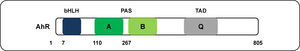 Estructura del AhR de humano. Se muestran los dominios funcionales A y B, secuencias de repetidos de nucleótidos presentes en el dominio PAS; bHLH, dominio con estructura básica de hélice-bucle-hélice; dominio de unión de la proteína de choque térmico de 90 KDa (Hsp90); Q, dominio rico en glutamina; TAD, dominio de activación transcripcional; LBD, dominio de unión a ligando. Los números representan los aminoácidos de la proteína. Modificado de Wu et al.6.