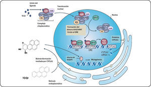 Activación del AhR. El receptor en su forma inactiva (sin un ligando unido) se localiza en el citoplasma celular formando un complejo con un dímero de la proteína de choque térmico 90 (Hsp90), una proteína de choque térmico con un peso de 23 KDa (P23) y una proteína de interacción con el AhR parecida a la inmunofilina (AIP), también conocida como XAP2, y una cinasa de tirosina (c-src). Una vez unido su ligando, el complejo AhR se transloca al núcleo y forma un heterodímero con la proteina ARNT. Este heterodímero es capaz de unirse a los XRE (GCGTGA) y reclutar coactivadores y así favorecer la transcripción de sus genes blanco como el CYP1A1. Este citocromo metabolizará al b[a]p en intermediarios que pueden interactuar con el ADN para formar aductos iniciando así un proceso carcinogénico. Modificado de Murray et al.50.