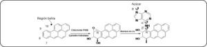 Estructura química del b[a]p. Se representa la formación del metabolito benzo[a]pireno diol epóxido (b[a]pDE) mediada por CYP450 y epóxido hidrolasas, así como la formación de un aducto en el ADN dado por la apertura en cis del diol epóxido (DE) por el grupo amino del carbono 6 de la adenina. Modificado de Ling et al.63.