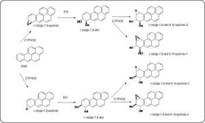 Vía metabólica mediante la cual el b[a]p se bioactiva a b[a]pDE, metabolitos altamente reactivos. Modificado de Shimada64.