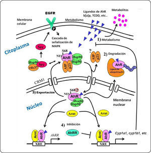 El AhR y su intercomunicación con el EGFR. La interacción entre el AhR y su ligando permite su translocación al núcleo y la liberación de las proteínas a las cuales se encontraba asociado. Ya en el núcleo, el AhR dimeriza con la proteína del ARNT e induce la transcripción de genes blanco. Por su parte, la proteína c-src fosforila al EGFR, iniciando así la cascada de señalización mediada por MAPK. La actividad del AhR es regulada por: (1) la biotransformación del ligando por medio de enzimas metabolizadoras de xenobióticos, (2) la degradación del AhR dependiente del proteosoma 26S, (3) la exportación del AhR del núcleo, y (4) la inducción de la proteína represora de los AhRR. Elementos que se muestran en la figura: AhRR, represor del receptor de hidrocarburos de arilo; AIP, proteína integradora del receptor de hidrocarburos de arilo; Arnt, translocador nuclear del receptor de hidrocarburos de arilo; Cdc37, Proteína del ciclo de división celular 37; Cyp1a1, citocromo P4501A1; Hsp90, proteína de choque térmico de 90 KDa; MAPK, proteínascinasas activadas por mitógenos; NES, señal de exportación nuclear; p23, proteína chaperona de Hsp90 de 23 KDa; S68, serina 68; Src, proteína cinasa de tirocinas Src; XRE, elemento de respuesta a xenobióticos. Modificado de Hao y Whitelaw139.