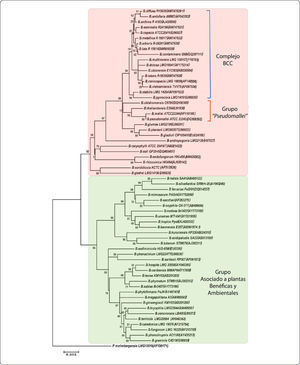 Árbol filogenético del género Burkholderia. Adaptado de: Suárez-Moreno, Z.R. et al. (2012)12.