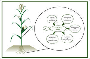Efectos benéficos de Burkholderia tropica sobre el suelo y las plantas.