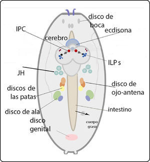 Esquema de un embrión de D. melanogaster mostrando la localización del cerebro, el intestino y los discos imagales. Se muestra la localización de las células secretoras de péptidos parecidos a la insulina (IPC), que secretan los Ilp, así como algunas de las influencias hormonales que tendrán las IPC en su vida larvaria (la ecdisona y la hormona juvenil, JH). Un flecha negra muestra la salida del intestino y la incorporación de nutrientes hacia la hemolinfa. Es una vista dorsal con la parte posterior hacia abajo.