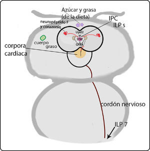 Esquema de la cabeza de un adulto de D. melanogaster mostrando el cerebro, con algunas de las influencias que tienen las IPC. Se ven a las neuronas que secretan GABA, y que responden a Upd2 secretado por el cuerpo graso. La recepción de Upd2 inhibe a estas neuronas, que normalmente inhiben a las IPC. También se muestran las terminaciones que secretan el neuropéptido F y la corazonin de neuronas que están en el ganglio subesofágico, y que regulan a las IPC. Se muestra como un hilo café el cordón ganglionar ventral, algunas de cuyas neuronas secretan Ilp. Vista dorsal con anterior hacia arriba.