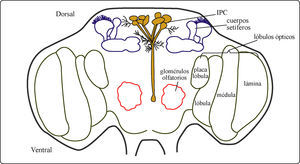 Localización de las células secretoras de los Ilp en el cerebro adulto de la mosca de la fruta. El esquema muestra la localización aproximada de estos dos grupos de células (un grupo consiste de aproximadamente quince células en la parte medio-dorsal de cada hemisferio cerebral) en relación con los cuerpos setíferos, los lóbulos ópticos y los glomérulos olfatorios. El esquema no está a escala. Modificado de Nassel, D.R. et al.18.
