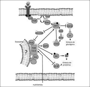 La vía de la insulina en la mosca de la fruta. Los péptidos parecidos a la insulina/factores de crecimiento semejantes a la insulina (Ilp, en forma de triángulo) se unen al receptor de insulina (receptor) y éste se autofosforila (en forma de hexágonos). Ésto crea sitios de unión para proteínas de anclaje como Chico. La fosfatidilinositol 3 cinasa (PI3K) se une a Chico y al receptor activado, y genera fosfatidilinositoltrisfosfato (PIP3) de fosfatidilinositol bisfosfato (PIP2), y genera sitios de unión para PDK1 (proteína cinasa 1), que fosforila y activa a AKT (proteincinasa B). La fosfatasa PTEN cataliza la reacción contraria, de PIP3 a PIP2 y forma un asa de retroalimentación negativa. AKT fosforila e inhibe (hexágonos) a GSK3β (la glucógeno sintasa cinasa β), que activa a la glucógeno sintasa (GS), a Foxo, y al complejo TSC1/TSC2 (complejo de esclerosis tuberosa, con actividad de GAP), que normalmente inhibe a la proteína G monomérica Rheb. AKT también activa a la cinasa inducida por sal (Sik3), que inhibe a una deacetilasa (HDAC4), que normalmente activa a Foxo. El complejo de RAG (con actividad de proteína G parecido a Ras) y Rheb activan al complejo TOR (TORC1/2) y esta cinasa, TOR, fosforila y activa a la cinasa S6K, que fosforila y activa a la proteína del ribosoma S6 para activar la síntesis de proteínas. El complejo TOR inhibe a la proteína que une al factor de elongación 4E (4E-BP), ya que éste último normalmente inhibe la síntesis de proteínas. TOR también inhibe a la cinasa de AMP (AMPK). Se ha sugerido que la activación del complejo TOR se lleva a cabo en los lisosomas. Fosforilaciones con efecto activador están marcados con hexágonos oscuros y fosforilaciones con efecto inhibidor con hexágonos claros.