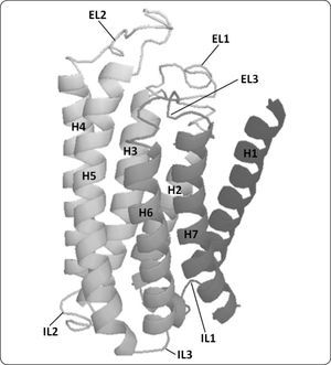 Three-dimensional structural model of Ste2p. A ribbon representation of the three-dimensional structure of Ste2p is presented. Ste2p has a central core made of seven transmembrane helices (HI to H7) connected by three intracellular (IL1, IL2 and IL3) and three extracellular loops (EL1, EL2 and EL3). This model shows the counterclockwise orientation of transmembrane helices used for modeling GPCRs. The image was generated with PyMol.