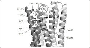 Residues involved in helix-helix interactions in Ste2p model. The transmembrane helices of Ste2p are presented as ribbons and are enumerated from H1 to H7. For convenience, transmembrane helices are displayed in a clockwise orientation. Hydrogen bonds are formed between Arg58-Tyr101, Ser170-Glu143, and Ser107-Gln51-Thr110, and are displayed with dots. Gly56 and Gly60 are oriented outwards the protein. The image was generated with PyMol.