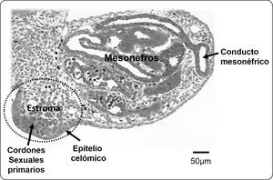 Corte transversal de un complejo urogenital de conejo, formado por la cresta gonadal y el mesonefros. La cresta gonadal (óvalo punteado) la integran el epitelio celómico, los cordones sexuales primarios y el estroma. Este último, es un tejido laxamente organizado que incluye vasos sanguíneos y se continúa hacia el mesonefros adyacente.