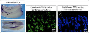 Expresión de Sox9 y hormona antimülleriana A y B) Preparación de hibridación in situ de muestras completas de conejo, se observa la expresión localizada de ARNm de Sox9 (morado), en A se señala la expresión de Sox9 en las costillas (flechas) y en las crestas gonadales (asteriscos). B) Se observa una intensa expresión de Sox9 en las gónadas XY (flechas) C) Inmunofluorescencia para detectar la expresión de la proteína SOX9 (verde) en los cordones seminíferos de un testículo fetal de conejo. D) Se muestra la inmunofluorescencia para identificar la expresión de la hormona antimülleriana en los cordones seminíferos de un testículo de conejo fetal.
