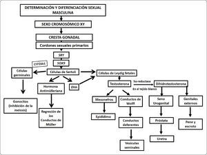 Diagrama de flujo del establecimiento del sexo masculino. En el diagrama de flujo se resumen los eventos moleculares que llevan a la masculinización fenotípica en mamíferos. En individuos con una dotación cromosómica XY la diferenciación de la cresta gonadal hacia el testículo es inducida por la expresión de los genes Sry y Sox9. La diferenciación fenotípica masculina depende de un mecanismo hormonal. Las células de Sertoli producen a la hormona antimülleriana encargada de la regresión de los conductos müllerianos. En tanto que las células de Leydig fetales producen testosterona encargada de masculinizar el tracto. La diferenciación del seno urogenital y los genitales externos requieren de la conversión de testosterona en dihidrotestosterona (DHT). Las células germinales primordiales comienzan un proceso de arresto mitótico e inhibición del inicio de la meiosis que las mantiene latentes, como gonocito hasta la pubertad, cuando se reinicia el proceso de espermatogénesis.