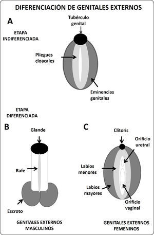 Diagrama de flujo de la determinación y diferenciación sexual femenina. En individuos XX, la conversión de la cresta gonadal a ovario requiere de la expresión de genes que inhiban la expresión de Sox9. Entre los más notables se encuentran Foxl2, Wnt4 y Rspo1. El establecimiento del fenotipo femenino no requiere de la producción hormonal ovárica, ya que incluso en ausencia de una gónada se desarrolla un fenotipo femenino. Sin embargo, no se establecen los caracteres sexuales secundarios por la ausencia de los esteroides sexuales. La regresión de los conductos de Wolff se debe a la ausencia de testosterona, mientras que la ausencia de la hormona antimülleriana permite la diferenciación de las trompas de Falopio, el útero y la porción superior de la vagina.