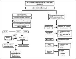 Esquema de diferenciación de los genitales externos. A. Fase indiferenciada de los genitales externos, aproximadamente a las 4 semanas de gestación en humano. B. Desarrollo de los genitales externos en el varón, al nacimiento. El tubérculo genital crece y origina el falo, los pliegues cloacales se fusionan para dar origen a la uretra, las eminencias genitales se fusionan y originan el escroto. C. Formación de los genitales externos femeninos. El tubérculo genital aparenta una reducción de tamaño y da origen al clítoris. Los pliegues cloacales crecen para originar los labios menores, mientras que las eminencias genitales forman los labios mayores.