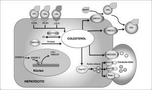 Homeostasis del colesterol. La homeostasis de colesterol intracelular está coordinada por diferentes vías metabólicas, por ejemplo: captación (CD36, SR-B1, LDL-R), síntesis (HMGCR), bio-transformación (CYP7A1), eflujo celular al conducto biliar (ABCG5/G8, MRP-2, Mdr1/2 y Bsep), eflujo celular hacia las HDL (ABCA1/G1); así como la regulación por factores de transcripción que censan los niveles de colesterol intracelular (SREBP-2). CD36, Proteína de transporte de ácidos grasos; SR-B1, Receptor basurero clase B tipo 1; LDL-R, Receptor de las lipoproteínas de baja densidad; HMGCR, Hidroximetilglutaril CoA reductasa; Cyp7a1, Colesterol 7 alfa-hidroxilasa; ABCG5, Transportador G5 dependiente de unión a ATP; ABCG8, Transportador G8 dependiente de unión a ATP; MRP-2, Proteína asociada a resistencia a multidrogas-2; Mdr1/2, Proteína de resistencia a multidrogas-1/2, Bsep, Proteína 2 exportadora de sales biliares; ABCA1, Transportador A1 dependiente de unión a ATP, ABCG1, Transportador G1 dependiente de unión a ATP; SREBP-2, Proteína 2 de unión al elemento regulador de esteroles; ACAT2, la acetil- CoA acetiltransferasa 2; CEH, la colesterol éster hidrolasa; EC, ésteres de colesterol. Basado en 28,29.
