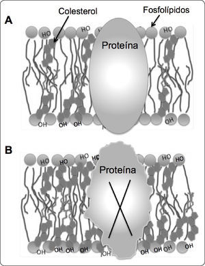 El aumento de colesterol en la membrana altera su estructura. (A) El colesterol se encuentra anclado estratégicamente en las membranas de la célula, donde modula la fluidez y permeabilidad. La molécula de colesterol constituye el elemento estructural básico del esqueleto de las membranas celulares, sin su refuerzo las membranas serían extremadamente fluidas y perderían su consistencia. (B) El aumento de los niveles de colesterol en la membrana afecta la organización y sus propiedades físicas, lo que disminuye la fluidez y aumenta la rigidez. En consecuencia, estos eventos afectan negativamente a ciertas proteínas transmembranales, las cuales requieren libertad conformacional para realizar sus funciones de manera apropiada. Basado en 21,112.