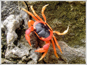 Cangrejo rojo (Gecarcinus lateralis) (Imagen tomada de http://conabio.inaturalist.org/taxa/119109-Gecarcinus-lateralis)[10].