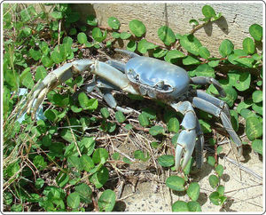 Cangrejo azul (Cardisoma guanhumi) (Imagen tomada de http://conabio.inaturalist.org/taxa/54952-Cardisoma-guanhumi)[11].