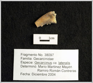 Imagen de una de las quelas de cangrejo rojo (Gecarcinus lateralis), elemento 38097. Fotografía Rafael Reyes.