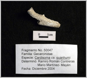 Imagen del fragmento correspondiente al cangrejo azul (Cardisoma guanhumi) elemento 50047. Fotografía Rafael Reyes.