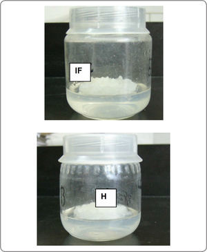 Callo de inflorescencias (IF) y hojas de B. ternifolia (H).