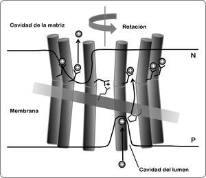 Modelo del proceso de translocación de los protones. Los protones, representados como un círculo negro con carga positiva, acceden al hemicanal al interaccionar con el residuo de histidina (residuo ubicado en la parte inferior derecha del rectángulo) de la hélice horizontal membranal de la subunidad a (rectángulo horizontal) expuesta al lado de la cavidad luminal. Las flechas indican el canal propuesto mediante el cual los protones se abren paso a través de la bicapa lipídica. Los iones H+ se unen a la conformación abierta del glutamato cargado (negro) de la subunidad c (cilindros en color oscuro). El mecanismo de protonación (cavidad del lúmen), y desprotonación (cavidad de la matriz) dan lugar a la rotación del anillo de subunidad c (la flecha superior gris indica el sentido del giro). Este movimiento en sentido opuesto se evita por la presencia de arginina (residuo ubicado en la parte superior izquierda del rectángulo), ésta se encuentra a 2.5 vueltas de hélice (13.5Å) por debajo del aminoácido glutámico. Esta distancia coincide con el espacio entre los sitios de protonación adyacentes en el anillo de subunidades de c de cualquier estequiometría conocida. De este modo, los residuos de arginina e histidina pueden interaccionar al mismo tiempo con dos hélices adyacentes de subunidad c como se requiere para la translocación de protones. P = lado positivo, N = lado negativo. Modificado de Kühlbrandt & Davies, 2016.