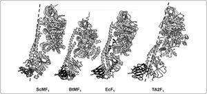Comparación estructural de la F1-ATPasa de diferentes organismos. Modelos tridimensionales atómicos representados como diagramas de listón. Estructuras cristalográficas de los sub-complejos F1-c10 de la ATP sintasa de S. cerevisiae (ScMF1 6.5Å, No. PDB 3ZYR) y el sub-complejo F1-c8 de B. taurus (BtMF1 3.5Å, No. PDB 2XND); así como del sector F1 de la ATPasa de las especies bacterianas E. coli (EcF1 3.26Å, No. PDB 3OAA) y Bacillus sp. TA2.A1 (TA2F1 3Å, No. PDB 2QE7). En cada modelo se muestra a las subunidades α, β, γ y ¿. Asimismo, se compara el grado de torsión (línea punteada) del ScMF1 con respecto al de la bacteria termófila (TA2F1). Modificado de Stocker et al., 2007.