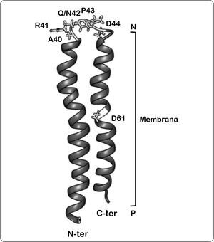 Representación de la estructura tipo horquilla de la subunidad c bacteriana sugerido por estudios de RMN a pH 5. Se indica la orientación de la estructura en la membrana, lado positivo (P) y lado negativo (N), así como del extremo amino (N-ter, proyectado al frente) y carboxilo terminal (C-ter, proyectado hacia el fondo). Asimismo, se muestran las posiciones de los residuos clave discutidos en el texto. Las coordenadas PDB de la estructura son 1C0V. Modificada de Girvin et al., 1998; Fillingame & Dmitriev, 2002.
