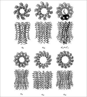 Comparación de la estructura del anillo de subunidades de c de diferentes organismos. Se muestra la vista superior y lateral de cada estructura oligomérica con su disposición espacial y el número de subunidades que componen a cada oligómero. Las imágenes de cristalografía de rayos X corresponden a: Bos taurus (2XND) [c8], Saccharomyces cerevisiae (2XOK) [c10], Acetobacter woodii (no homomérica, la subunidad c doble se resalta en negro, 4BEM) [c’9+c”1], Ilyobacter tartaricus (1YCE) [c11], Bacillus pseudofirmus (2X2V) [c13], y la cloroplastídica de Spinacia oleracea (2W5J) [c14]. Los anillos de subunidad c de I. tartaricus y A. woodii unen iones Na+, mientras que los de B. taurus, S. cerevisiae, B. pseudofirmus, y S. oleracea unen iones H+ (número de acceso PDB entre paréntesis). Modificado de Nesci et al., 2016.