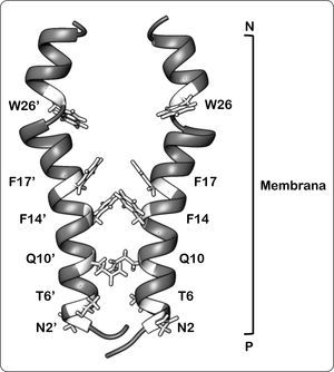 Modelo de interacción de los dominios transmembranales de la subunidad b. Las cadenas laterales de los aminoácidos tratados en el texto se muestran en color. Las cadenas laterales de los residuos de Phe14, Phe17, y Phe14’, Phe17 interactúan en un grupo hidrofóbico. De igual forma, los residuos Asn2, Thr6, Gln10 y Asn2’, Thr6’, Gln10’ establecen contactos tipo Van der Waals. Los anillos aromáticos de Trp26 y Trp26’ se proyectan hacia la parte delantera y trasera de la estructura, respectivamente. P = lado positivo, N = lado negativo. Modificado de Dmitriev et al., 1999.