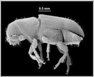 Escarabajo descortezador del pino, Dendroctonus frontalis. Fotografía cortesía del Dr. Thomas Atkinson.