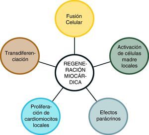 Mecanismos implicados en el efecto de la terapia celular sobre la regeneración miocárdica.